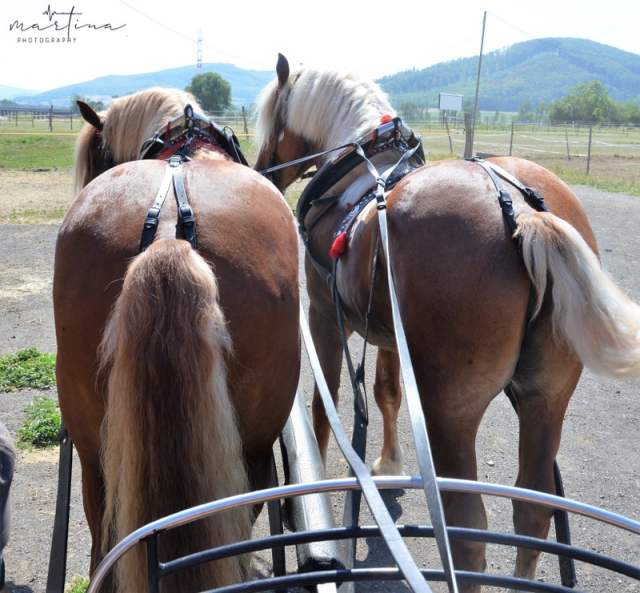 DSC_4406              a